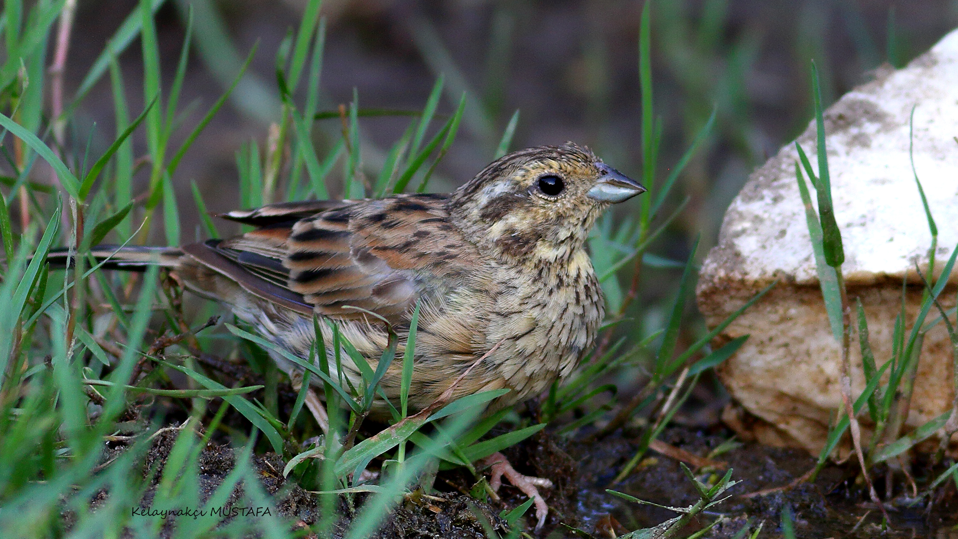 Cirl Bunting